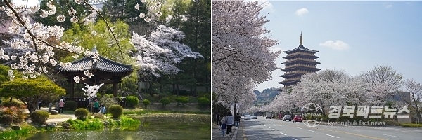 경주보문관광단지 내 보문정 벚꽃과 황룡원 벚꽃 (사진 = 경주시)