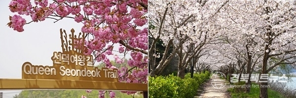 숲머리 뚝방길 겹벚꽃과 영지둘레길 벚꽃 (사진 = 경주시)