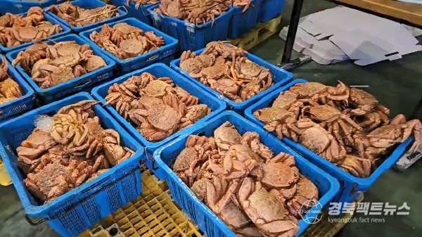 포항해경이 압수한 러시아산 털게(사진=포항해양경찰서)