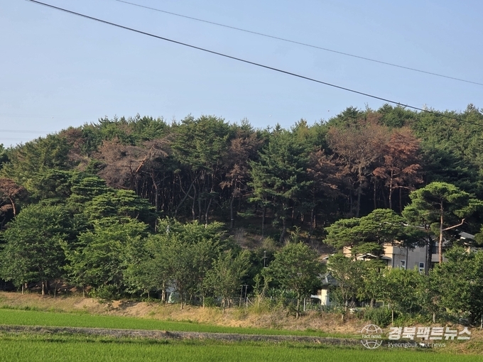 포항시 북구 양덕동 야산(사진=남유신기자)