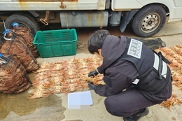 포항해경, 암컷 대게 2,106마리 불법 보관한 60대 유통업자 적발