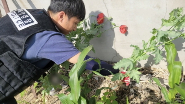 포항해경, 7월까지 '양귀비·대마 밀경작' 특별 단속