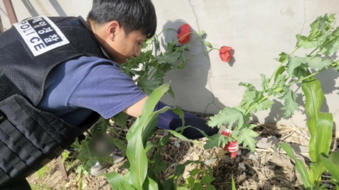 포항해경, 7월까지 '양귀비·대마 밀경작' 특별 단속