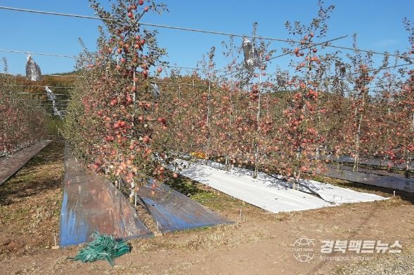 사과원에 반사필름을 피복한 모습
