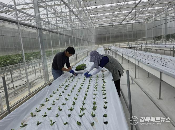 봉화군, 스마트농업 테스트베드 교육장 리시안셔스 양액시험재배