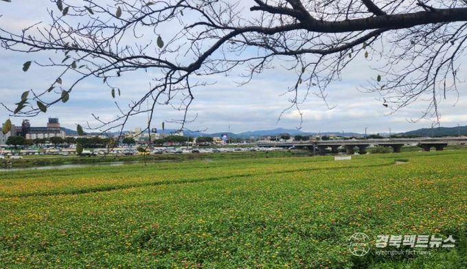 경주시 형산강변