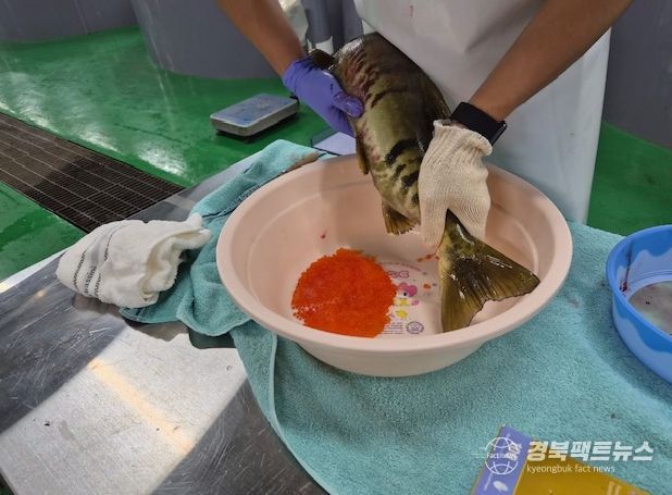찬바람과 함께 울진 왕피천에 연어가 돌아왔다!