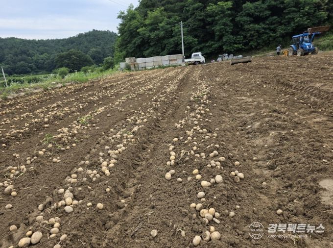 내년에 파종할 씨감자 보급종 신청하세요