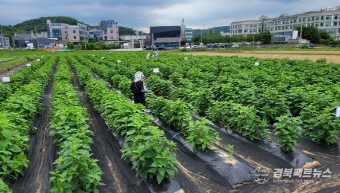 익직불제 대응 소면적 작물 비료사용 기준 설정