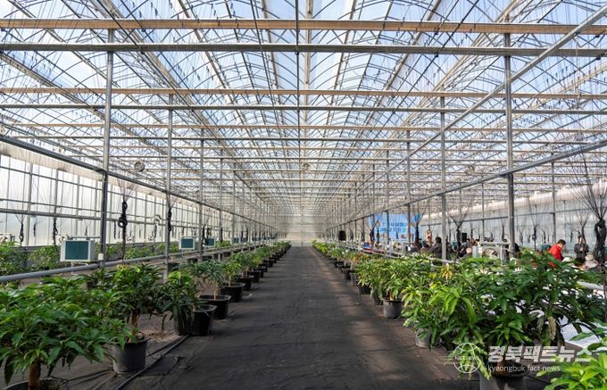 영천 아열대 스마트팜단지, 미래농업 거점으로 본격 가동