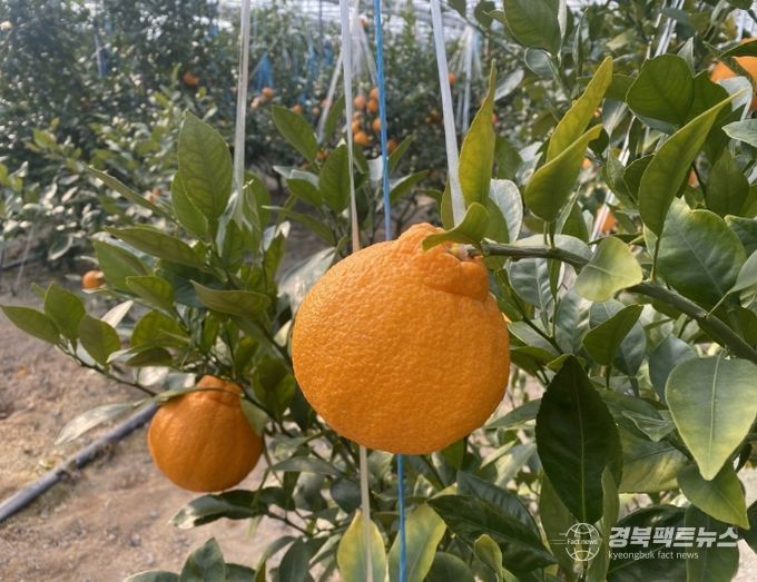 포항시에서 재배한 아열대 과수작물 한라봉