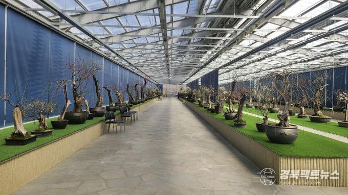 한국선비매화공원 분매원에 매화 분재들이 전시된 모습