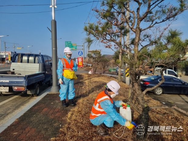 영주시는 오는 2월25일부터 도심 주요 경관 수목을 보호하기 위해 예방나무주사 사업을 추진한다.