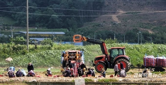 구미시, 양파 주산지 공식 지정…생산·유통·가격안정 체계 구축 전환점