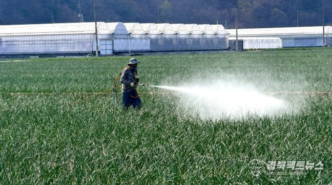 양파 노균병 확산 우려