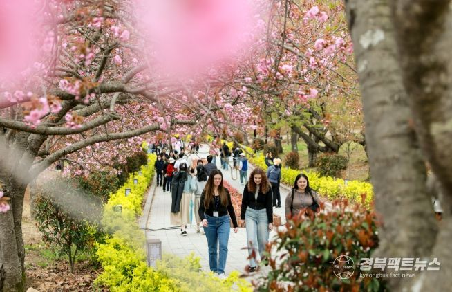 지난 14일 불국사공원 겹벚꽃 아래에서 방문객들이 사진을 찍으며 추억을 남기고 있다.